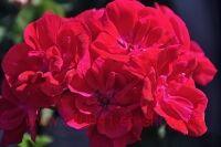 ���������� �������� ������ 242