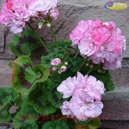 ���������� Bold Princess 11