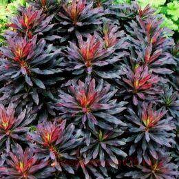  ( ) Ascot Ruby Glow 3