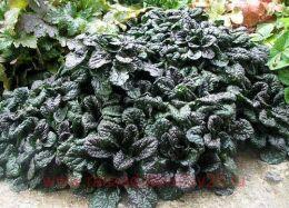 ������� ��������� �������� ������. (Metallica Crispa) 22