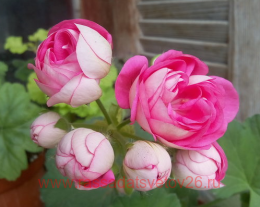 ���������� ���� ��������� �