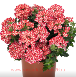  Empress Flair Red Star 14