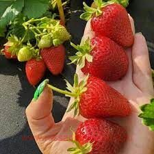  Avrora Munira  ( ) 1