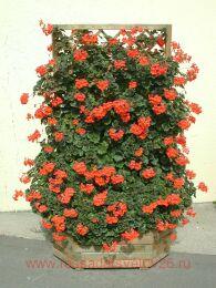 ���������� Antik Orange 110