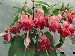  Arohi Van Der Loo 110