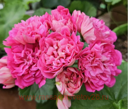 ���������� ������ ��������� ����