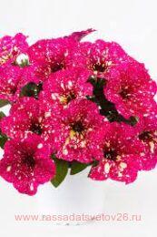  Constellation Supernova Wespecosuno 30