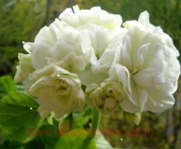 ���������� ���������� VIT ROSEN 