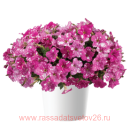  Splash Dance Fuchsia Flamenco 161