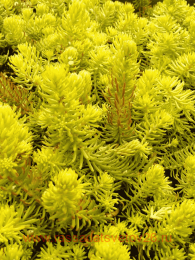 ����� ��������� 'Yellow Cushion' (������ �������) 64