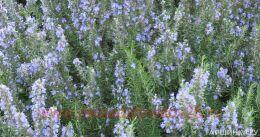 �������� Upright blue 3