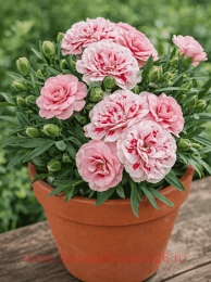 �������� Oscar red Star 53