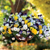   Cool Wave&#174; Mix 2