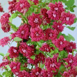 �������� RED STAR 133