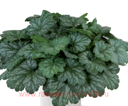  Evergreen Forest 115