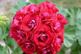 ���������� Rose of Bulgarien