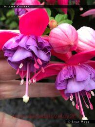  JOLLIES NANCY COLMAR