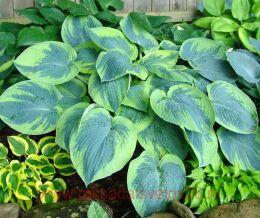  Tokudama Flavocircinalis 67