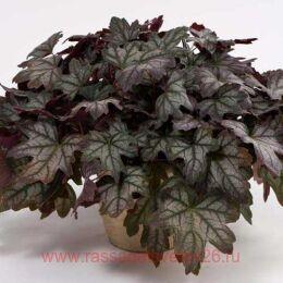  Kirella Autumn Shades 116