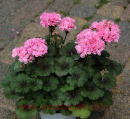 ���������� �������� ظ�� ������ 408