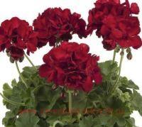 ���������� ��������� PAC CASSIOPEIA 8