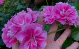  ���������� ������������ Royal Frosty Pink 4