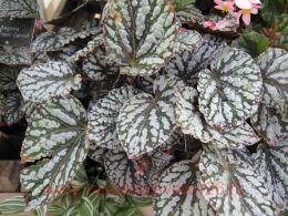    (President Carnot) 9