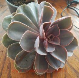  echeveria gibbiflora f. metallica 2