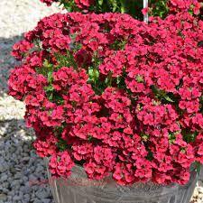  Nesia BURGUNDY(P) 12