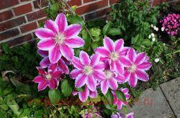 �������� Doctor Ruppel 13