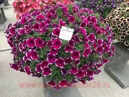  ascadias Rim Cherry 102