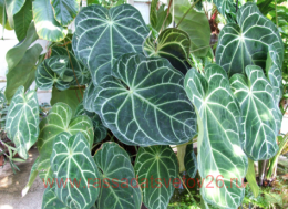 �������� �nthurium Magnificum 12