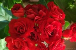 ���������� ���������� Leufsta