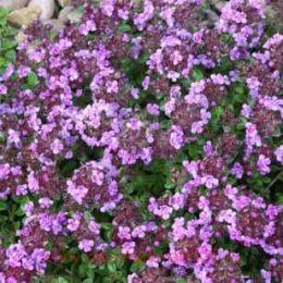  'Caborn Wine And Roses' 10