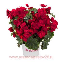  BK COLLECTION Vermillion Red 65