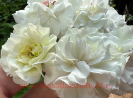 ���������� ��-��������� ��� ����