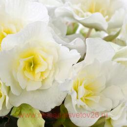   BK Collection GLORY WHITE&#8471; 27