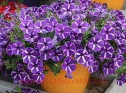  Cascadias Purple Gem 83