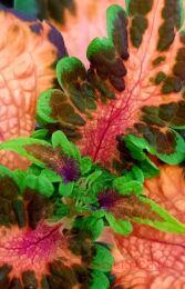  apricot confiture 179