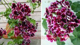 ���������� ������������ Bonito 286