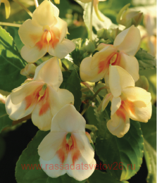 ��������� ���ti� ��ng�rin� Y�ll�w 80