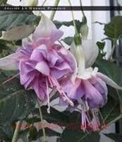  Jollies La Grande Picardie 74