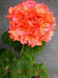 ���������� PAC Bergpalais 426