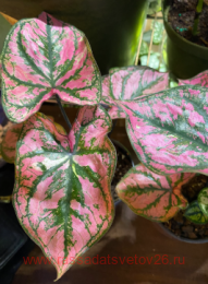 �������� Caladium Purple light 14
