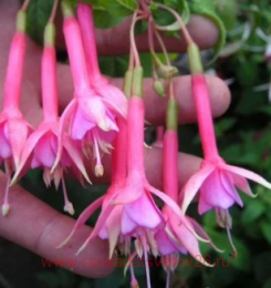  Vinsent Van Gogh 126