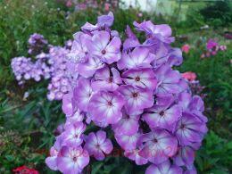   Pixi Miracle Grace 50