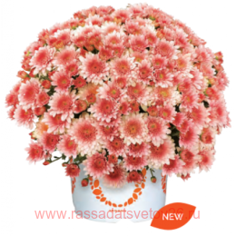   TOUCHDOWN Orange 131