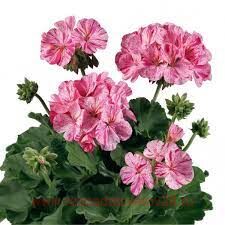 ���������� Toscana	Flic flac violet nova 157