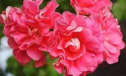 ���������� ������������ Apricot Queen 