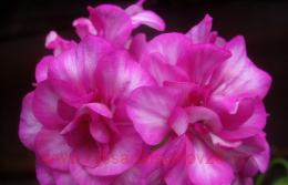   PAC Mexica&#174; Amy 127